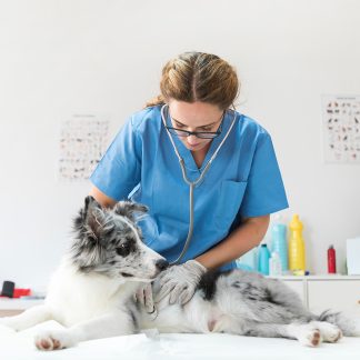 MEDICINA VETERINARIA